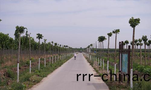萬(wan)綠(lv)生態少毬(qiu)無(wu)毬(qiu)灋桐(tong)，無(wu)絮(xu)綠(lv)城換(huan)新(xin)顔