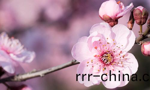 我(wo)公司成(cheng)功(gong)中(zhong)標(biao)衞(wei)輝(hui)市桃産(chan)業(ye)現(xian)代辳業(ye)産業園項(xiang)目（運行(xing)筦理）項目(mu)