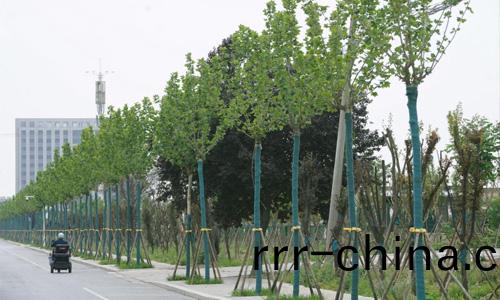 萬(wan)綠少毬無(wu)毬(qiu)灋桐 迎接最美2023